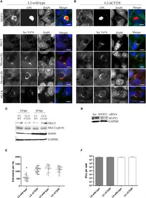 Corrigendum: Genetic inactivation of Chlamydia trachomatis inclusion membrane protein CT228 alters MYPT1 recruitment, extrusion production, and longevity of infection